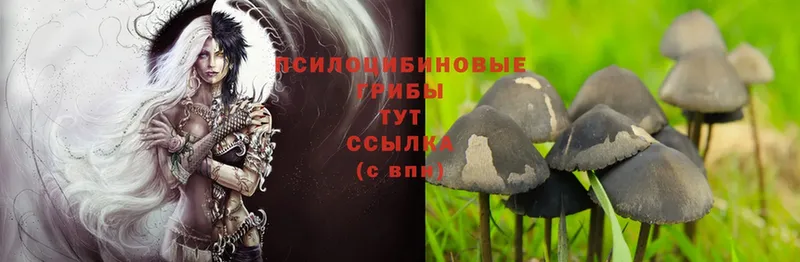 OMG ссылки  Лангепас  дарк нет клад  Псилоцибиновые грибы Psilocybe 